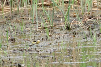 2019年10月20日(日) 葛西臨海公園の野鳥観察記録