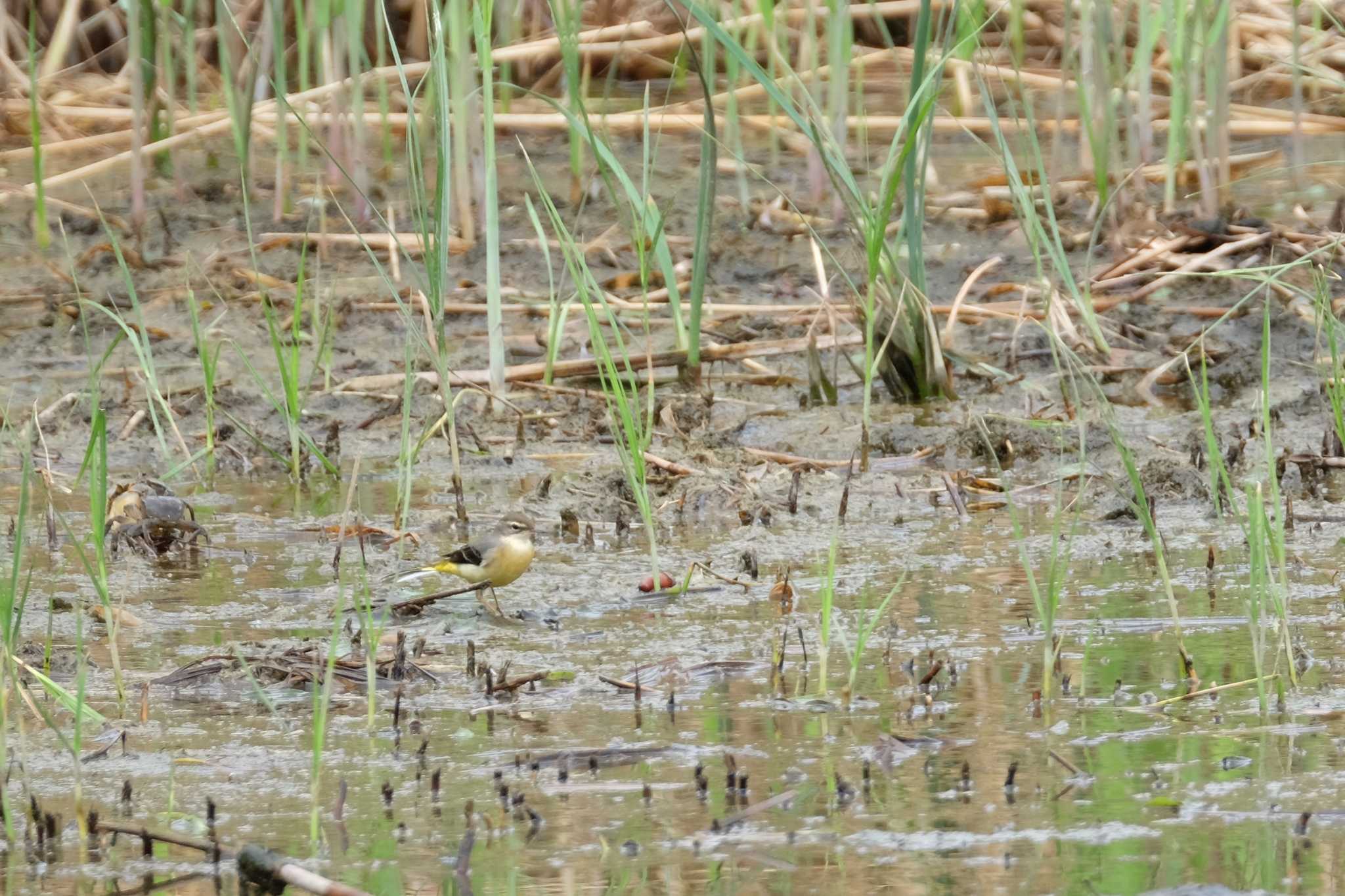 葛西臨海公園 キセキレイの写真