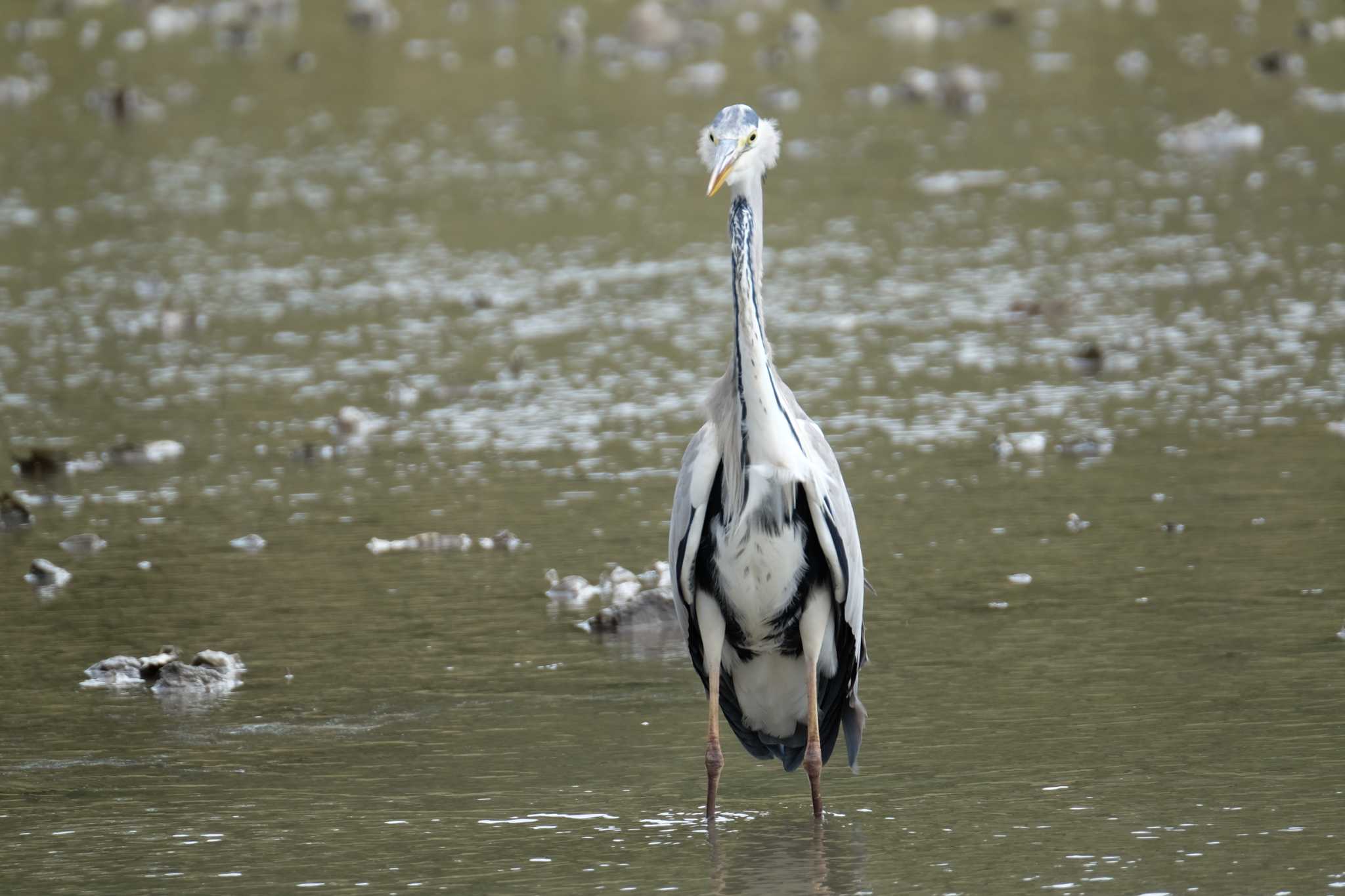 葛西臨海公園 アオサギの写真