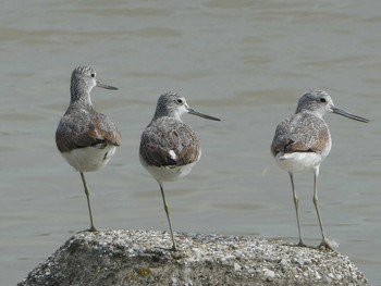 2019年10月20日(日) 六郷橋緑地の野鳥観察記録