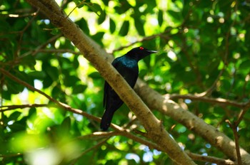 Asian Glossy Starling