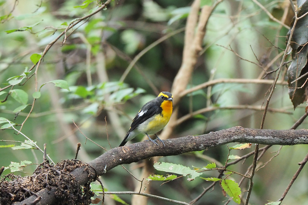 Photo of Narcissus Flycatcher at Mizumoto Park by ぴくるす