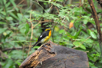 Narcissus Flycatcher Mizumoto Park Sun, 10/20/2019