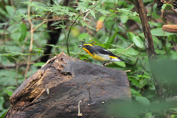 Narcissus Flycatcher Mizumoto Park Sun, 10/20/2019