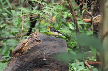 Narcissus Flycatcher Mizumoto Park Sun, 10/20/2019