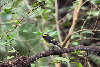 Narcissus Flycatcher Mizumoto Park Sun, 10/20/2019