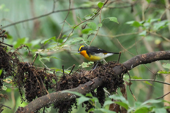 Narcissus Flycatcher Mizumoto Park Sun, 10/20/2019