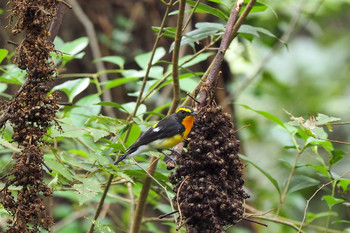 Narcissus Flycatcher Mizumoto Park Sun, 10/20/2019