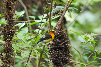 Narcissus Flycatcher Mizumoto Park Sun, 10/20/2019