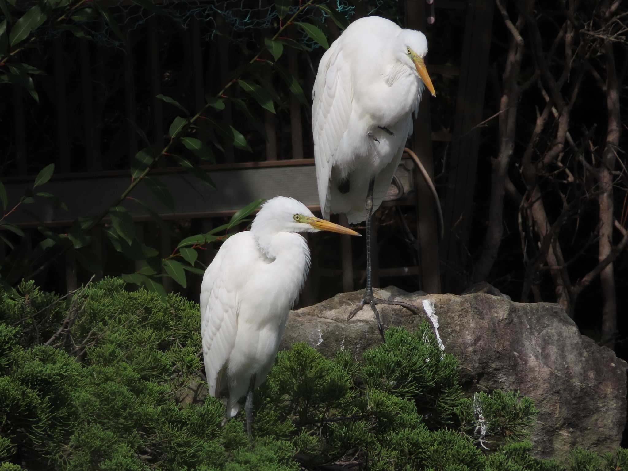 大池親水公園 チュウサギの写真