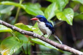 ラケットカワセミ Binagara(halmahera) 2019年10月12日(土)