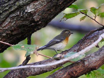 ムギマキ 東京港野鳥公園 2019年10月20日(日)