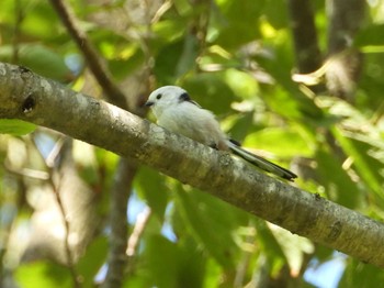 2019年10月20日(日) 函館市の野鳥観察記録