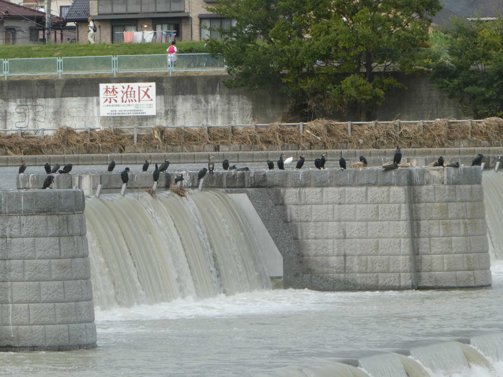 多摩川二ヶ領宿河原堰 カワウの写真 by Kozakuraband