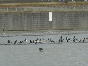 カワウ 多摩川二ヶ領宿河原堰 2019年10月20日(日)