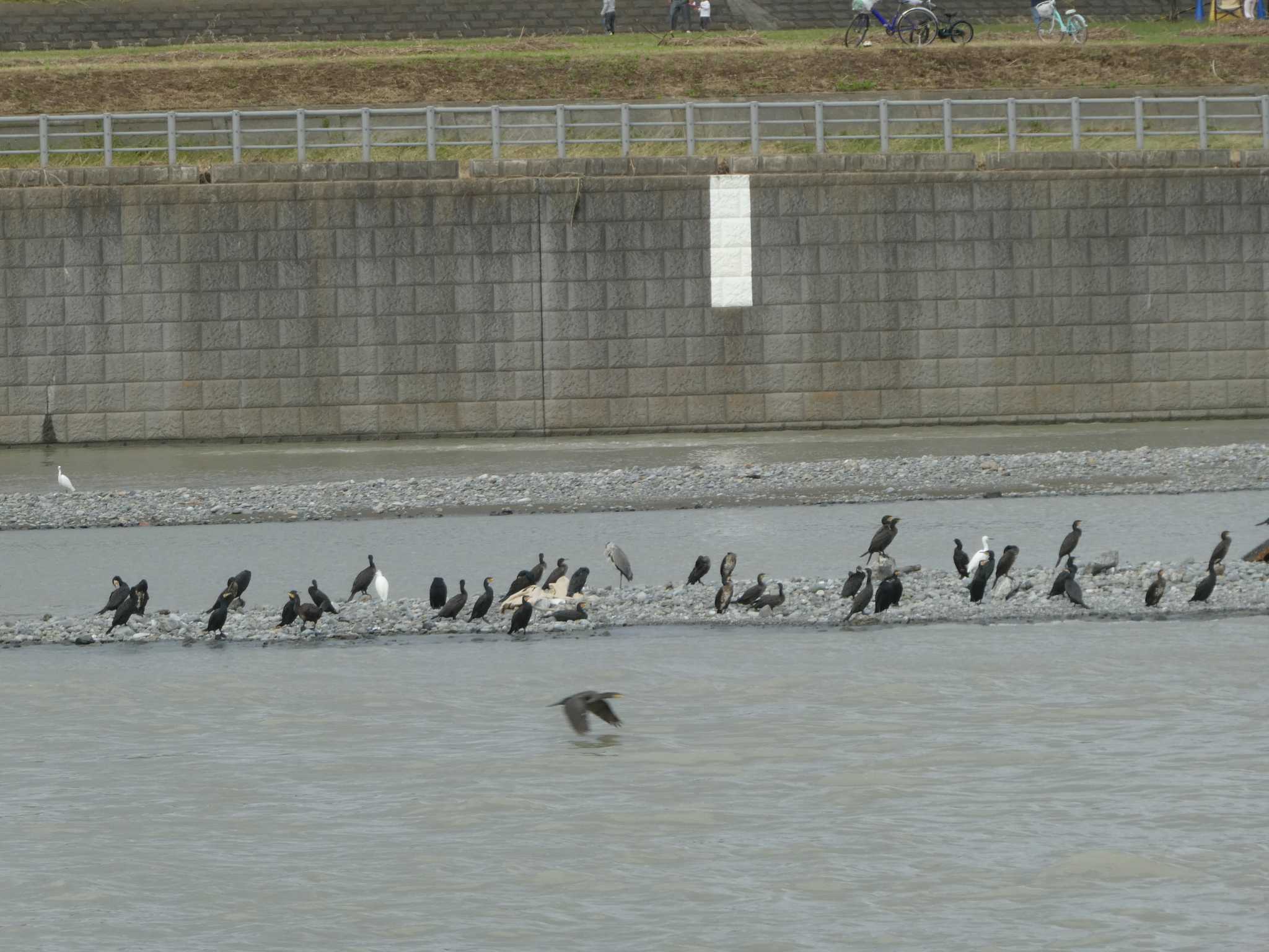 多摩川二ヶ領宿河原堰 カワウの写真 by Kozakuraband