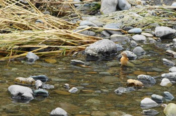 ノビタキ 野川 2019年10月16日(水)