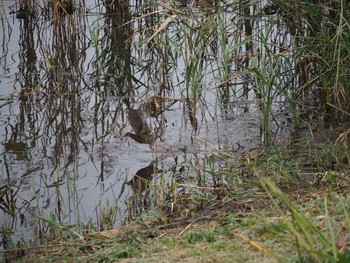 ヒクイナ 葛西臨海公園 2019年10月21日(月)