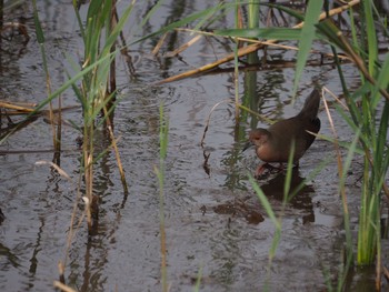 Ruddy-breasted Crake Kasai Rinkai Park Mon, 10/21/2019