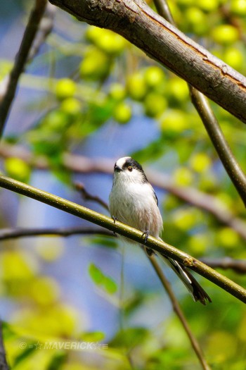 Long-tailed Tit 稲沢市 Sun, 10/20/2019