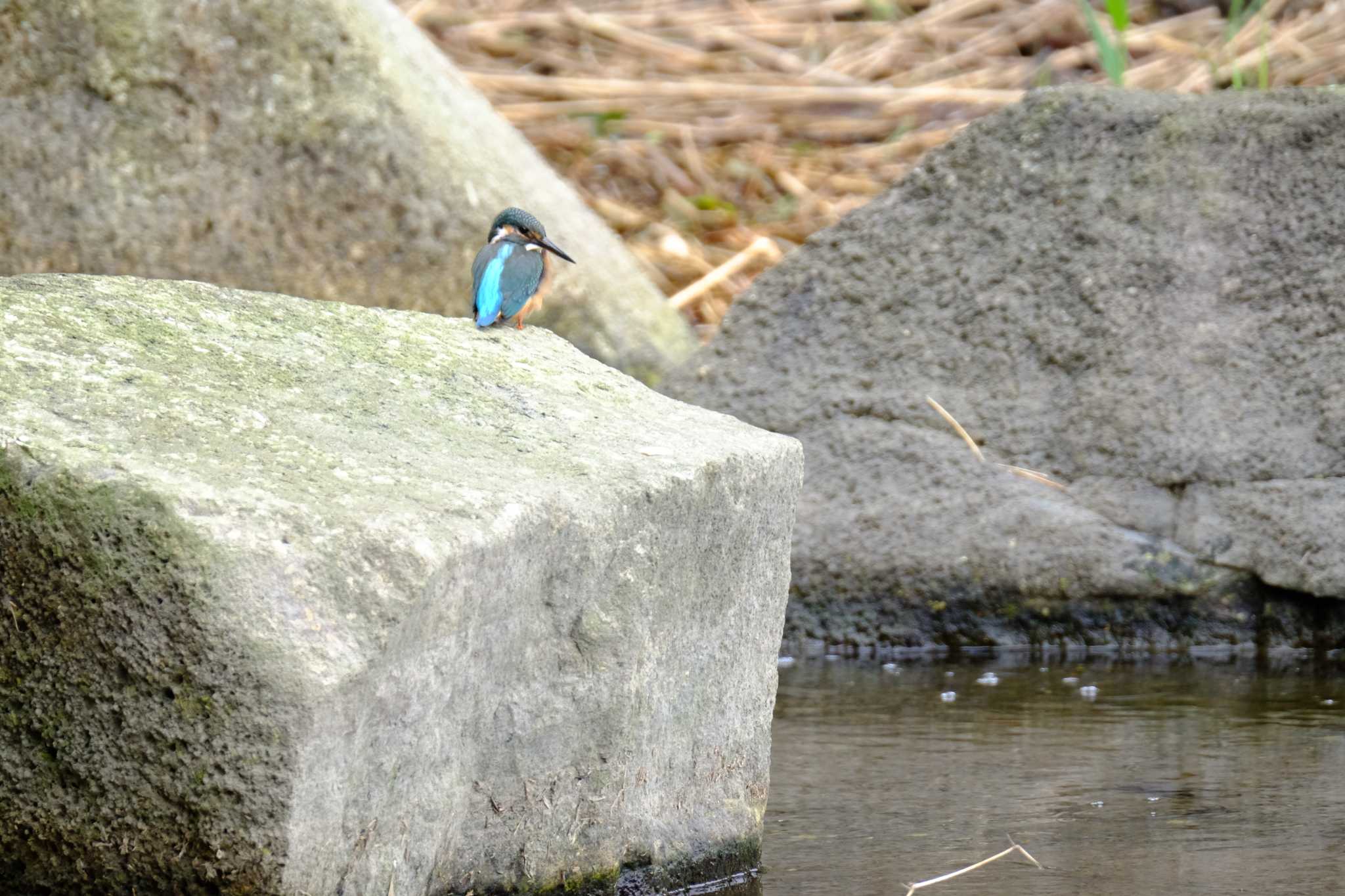 カワセミ