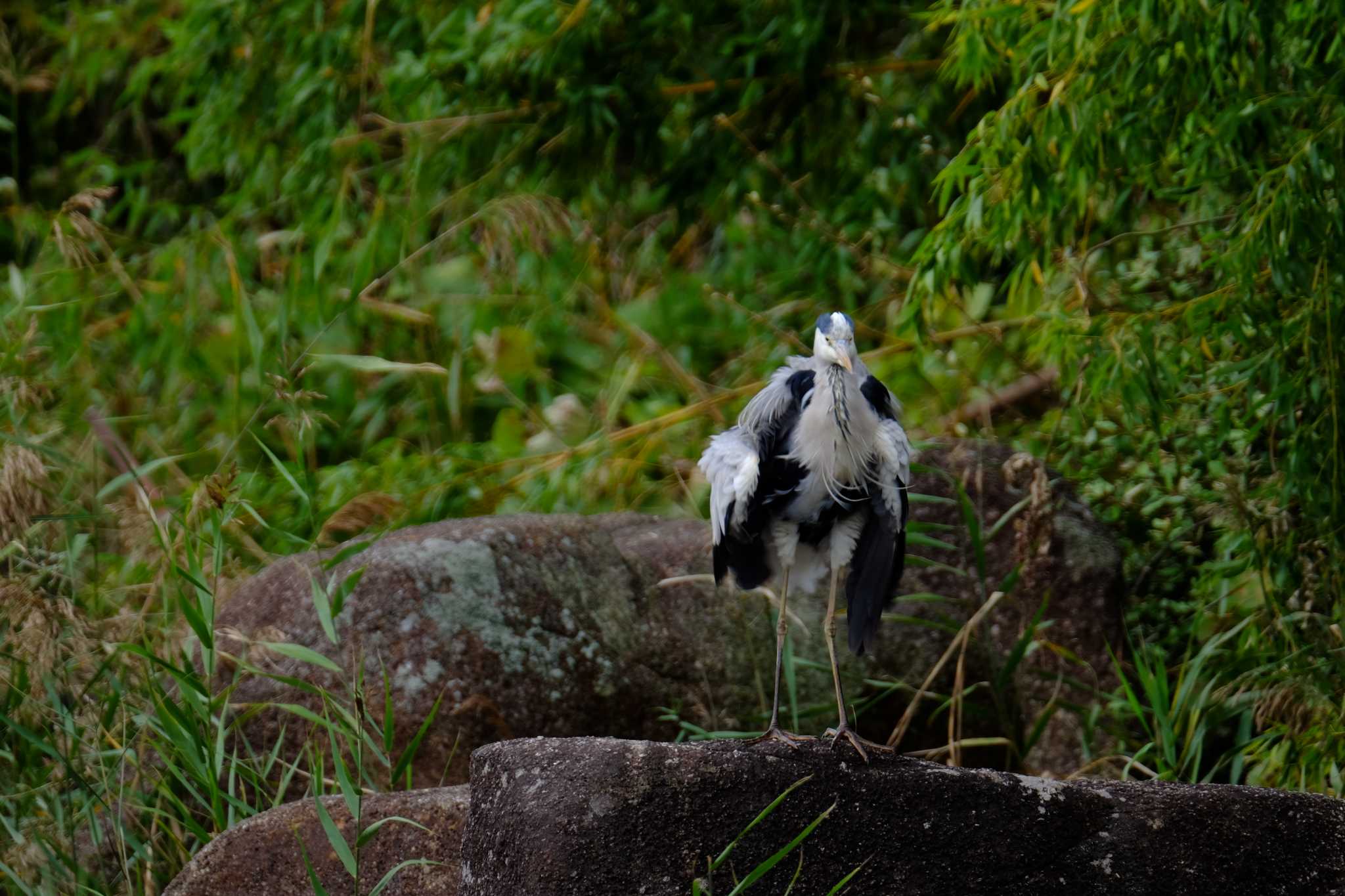 葛西臨海公園 アオサギの写真 by toru