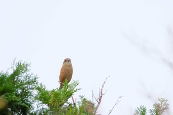 2019年10月21日(月) 葛西臨海公園の野鳥観察記録