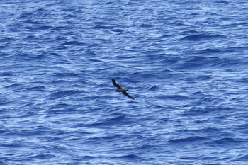 Matsudaira's Storm Petrel