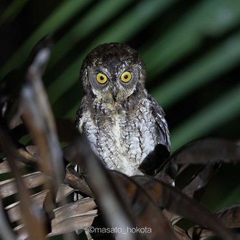 Moluccan Scops Owl Binagara(halmahera) Sat, 10/12/2019