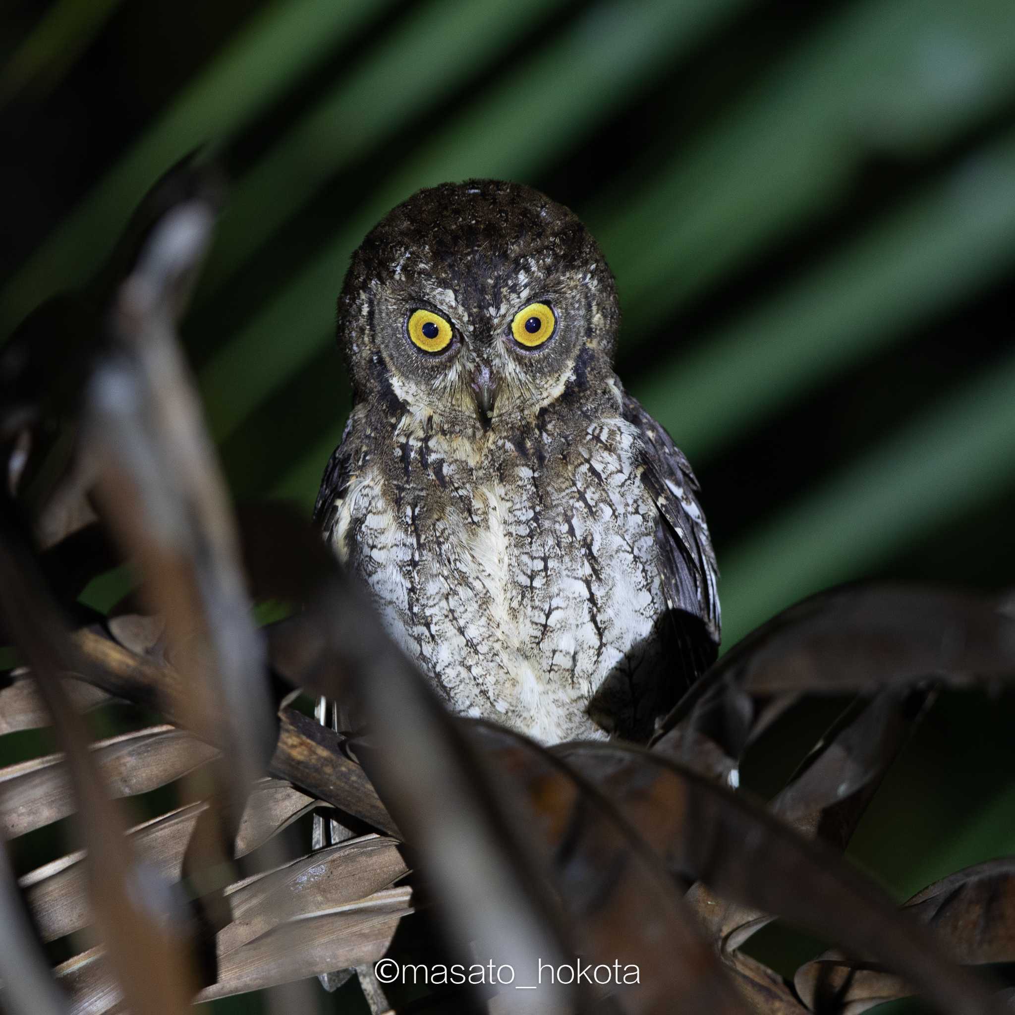 Binagara(halmahera) モルッカコノハズクの写真 by Trio