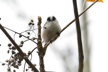 エナガ 滋賀県甲賀市甲南町創造の森 2019年10月21日(月)