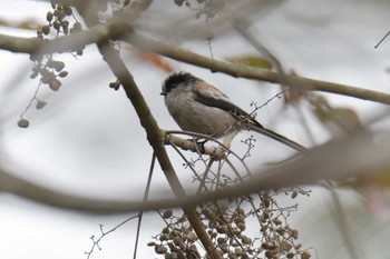 エナガ 滋賀県甲賀市甲南町創造の森 2019年10月21日(月)