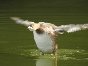 2019年10月20日(日) 新宿御苑の野鳥観察記録