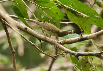 Japanese Leaf Warbler 北本市 Tue, 10/15/2019