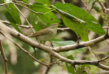 Japanese Leaf Warbler 北本市 Tue, 10/15/2019