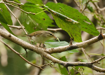 Japanese Leaf Warbler 北本市 Tue, 10/15/2019