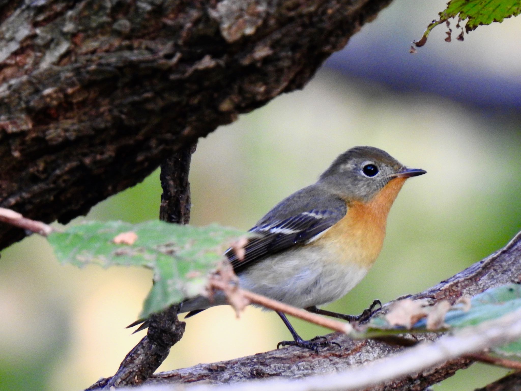 東京港野鳥公園 ムギマキの写真 by AMEMIYASATO