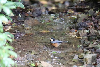 Varied Tit ささやまの森公園(篠山の森公園) Sun, 10/20/2019