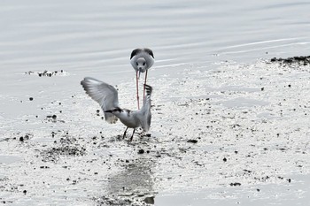 クロハラアジサシ 場所が不明 2019年10月21日(月)