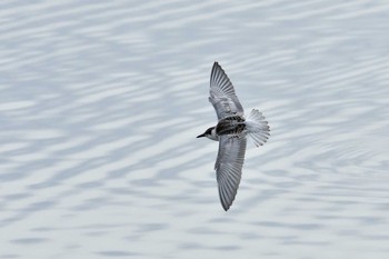 クロハラアジサシ 場所が不明 2019年10月21日(月)