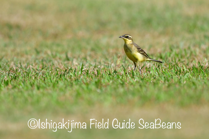 石垣島 ツメナガセキレイの写真 by 石垣島バードウオッチングガイドSeaBeans