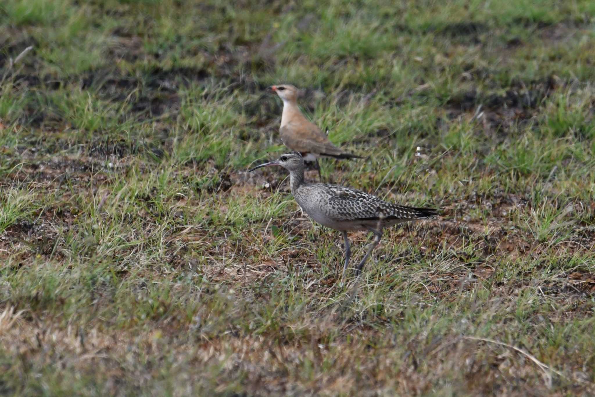 Photo of Little Curlew at Iron Range National Park by あひる