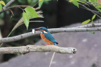 Common Kingfisher 高崎市公園 Mon, 10/21/2019