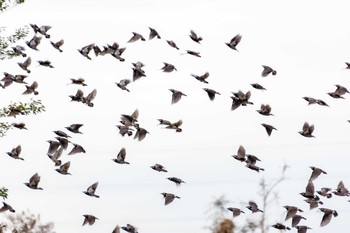 ムクドリ 多摩川 2019年10月21日(月)