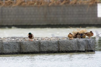 マガモ 多摩川 2019年10月21日(月)