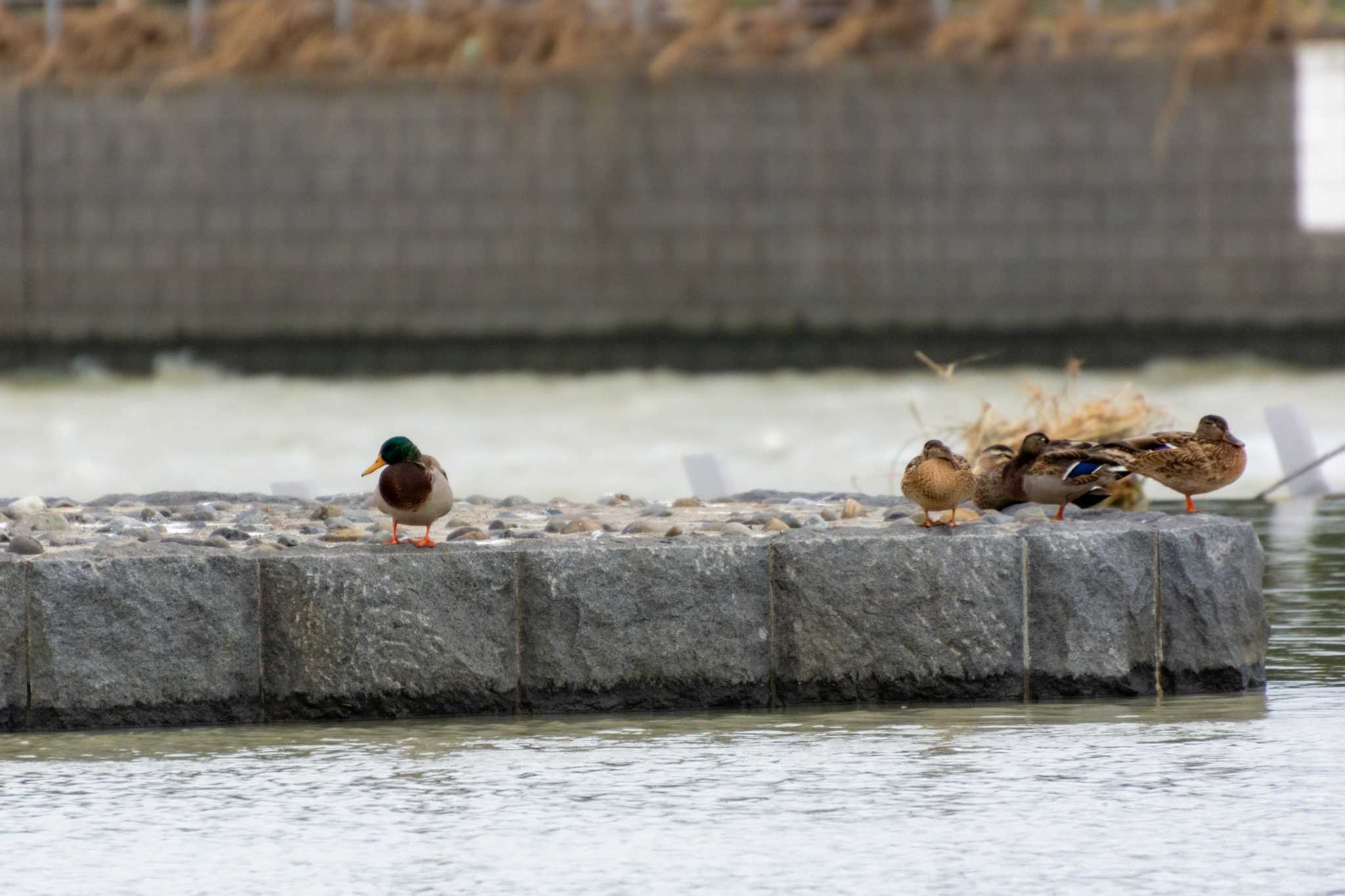 多摩川 マガモの写真 by Susumu Kuwabara