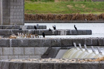 カワウ 多摩川 2019年10月21日(月)