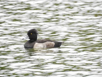 2019年10月21日(月) 都立浮間公園の野鳥観察記録