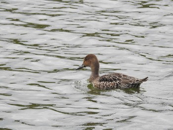 コガモ 都立浮間公園 2019年10月21日(月)