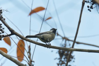 シジュウカラ 滋賀県甲賀市甲南町創造の森 2019年10月22日(火)